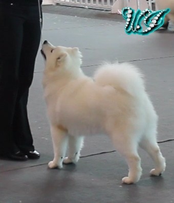 CH. I am beautiful Von Weiss Juwelen - 1° Très Prometteur - BOS Puppy