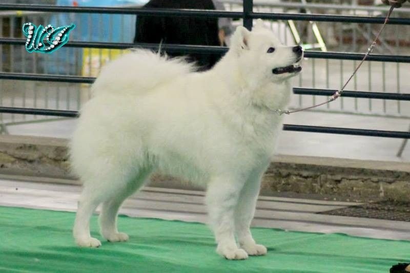 CH. I am beautiful Von Weiss Juwelen - 2° Excellent - Confirmée