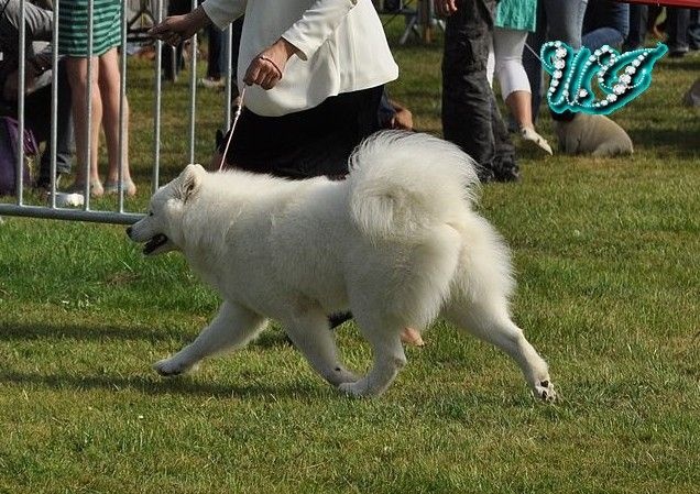 CH. I am beautiful Von Weiss Juwelen - 1° Excellent - BOS Jeune