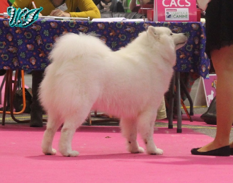 CH. I am beautiful Von Weiss Juwelen - 2° Excellent