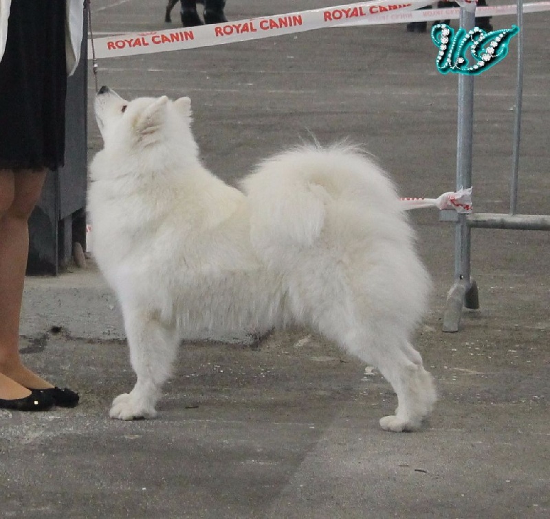 CH. I am beautiful Von Weiss Juwelen - 4° Excellent