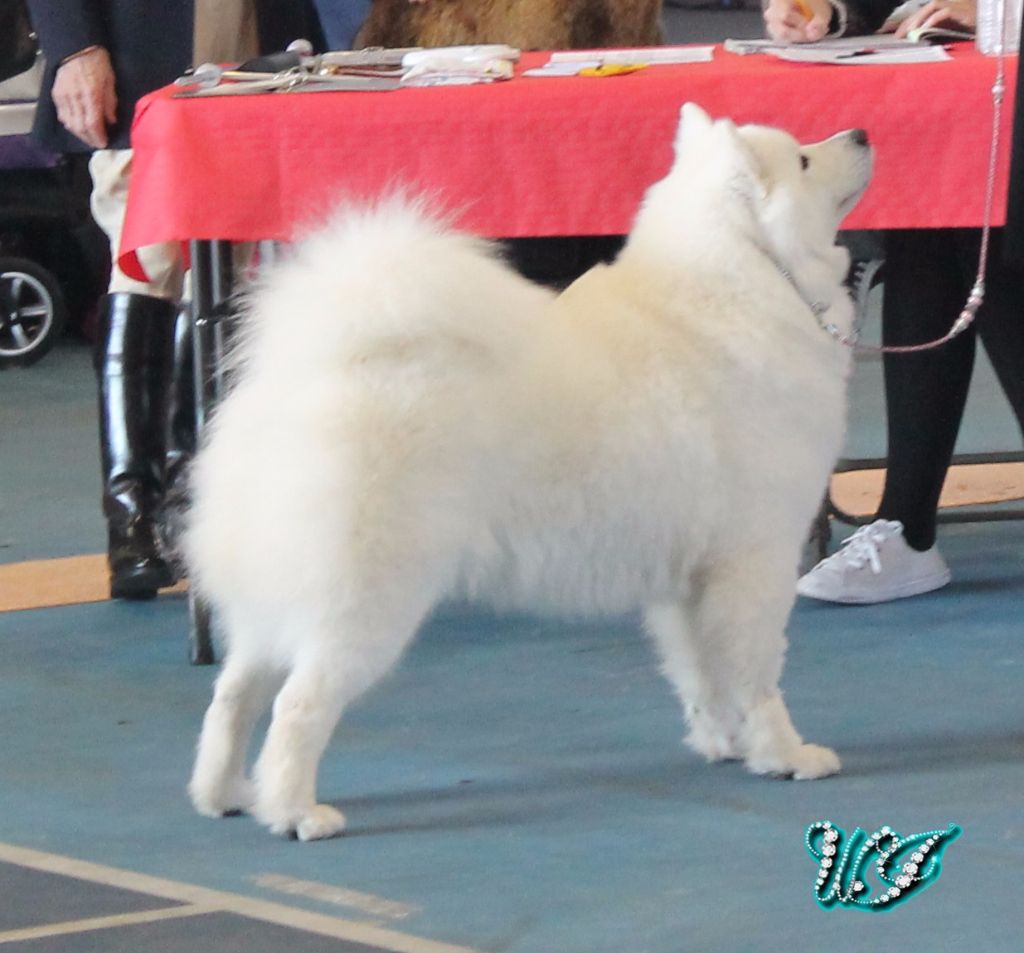 CH. I am beautiful Von Weiss Juwelen - 1° Excellent - BOS Champion