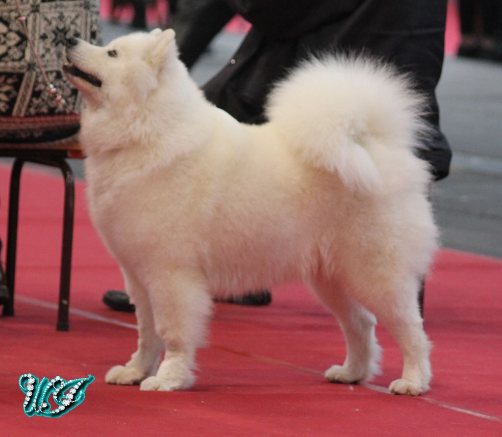 CH. I am beautiful Von Weiss Juwelen - 2° Excellent