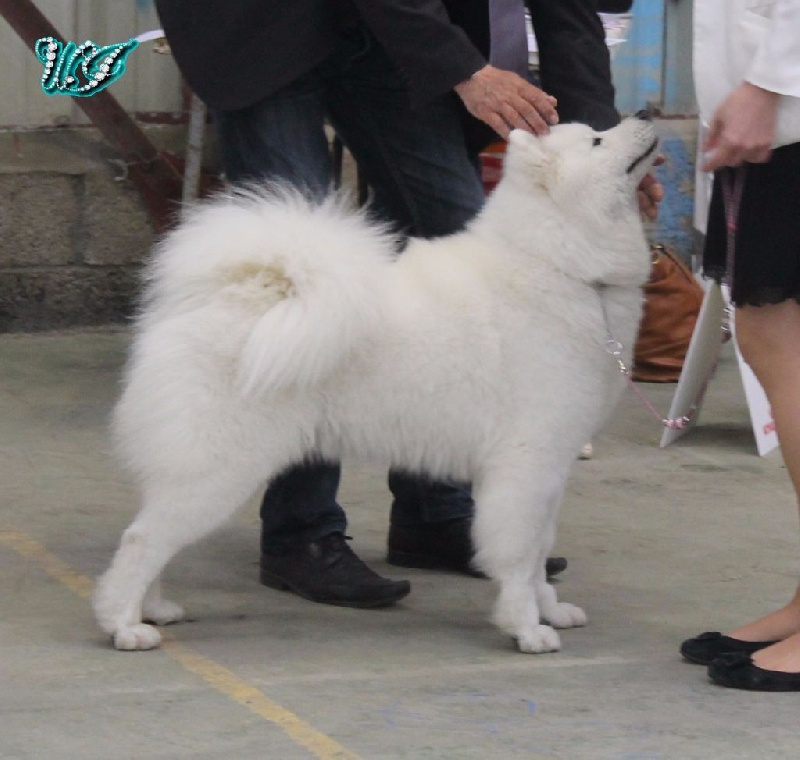 CH. I am beautiful Von Weiss Juwelen - 1° Excellent - RCACS