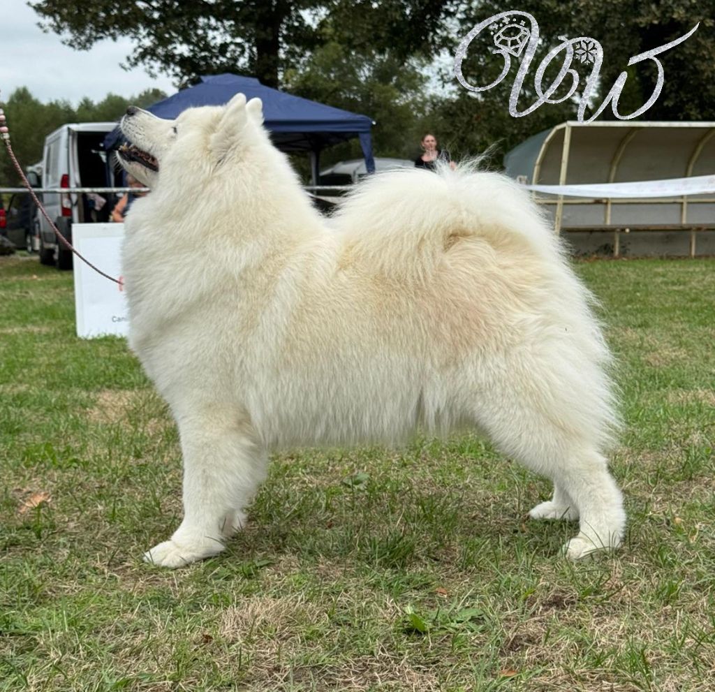 CH. Mystic milady Von Weiss Juwelen - 1° Excellent - CACS-V - BOB Vétéran