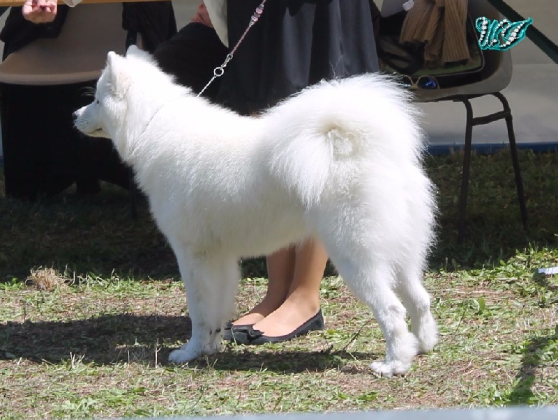 CH. I am beautiful Von Weiss Juwelen - 1° Très Bon