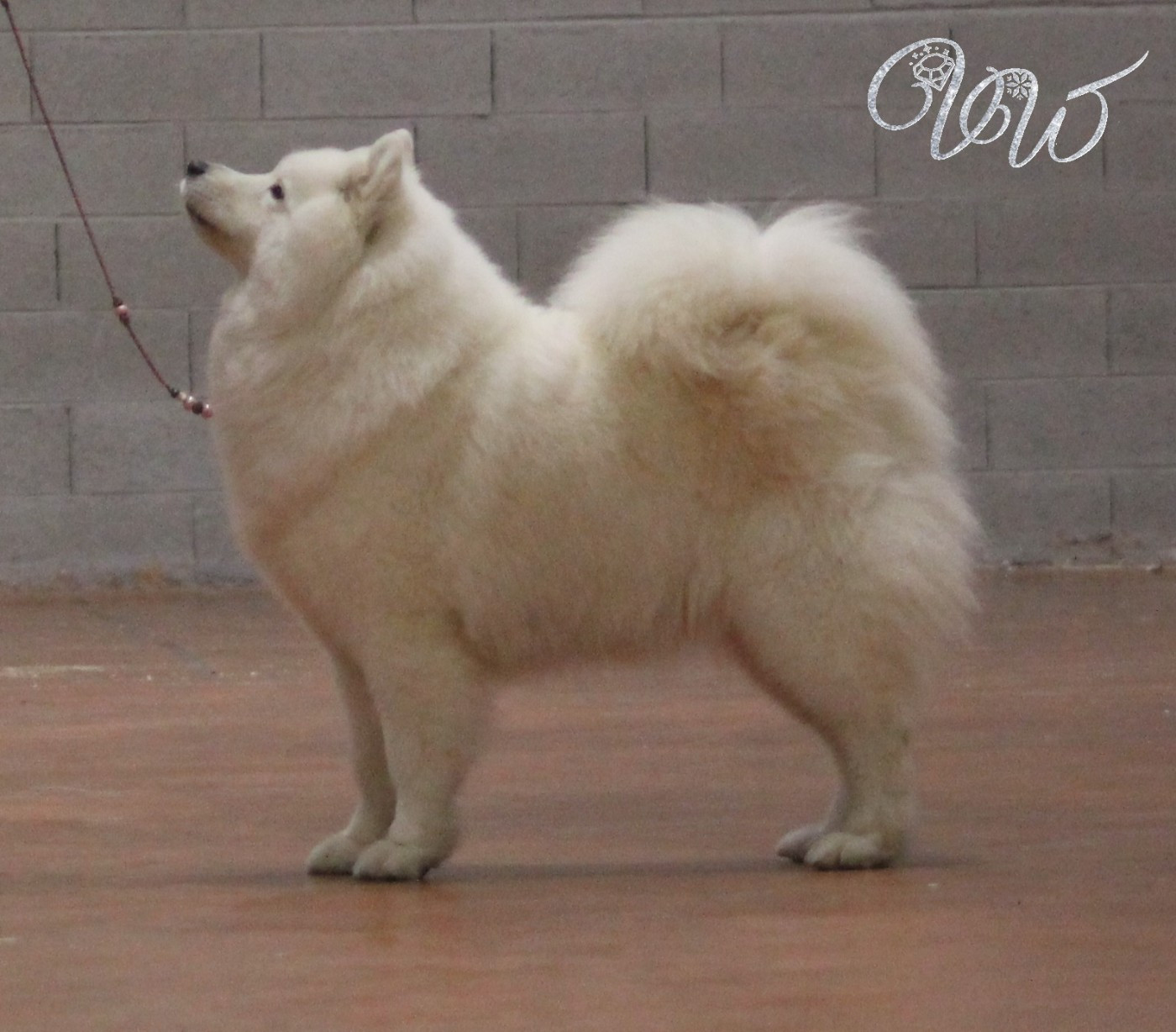 CH. Mystic milady Von Weiss Juwelen - 1° Excellent - CACS-V - BOB Vétéran