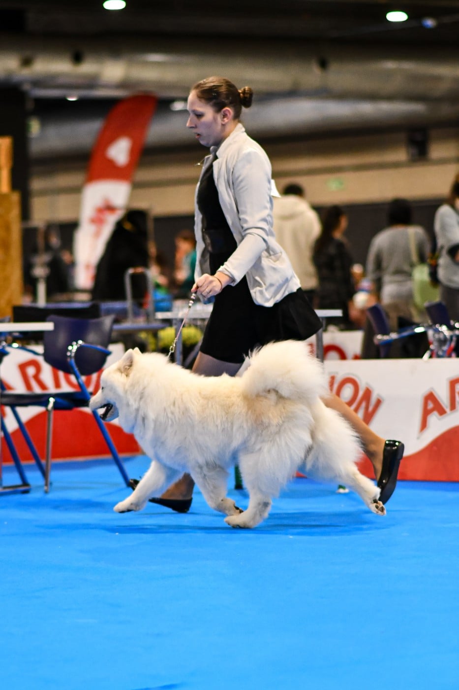 CH. Mystic milady Von Weiss Juwelen - 1° Excellent - CACIB-V - BOB Vétéran