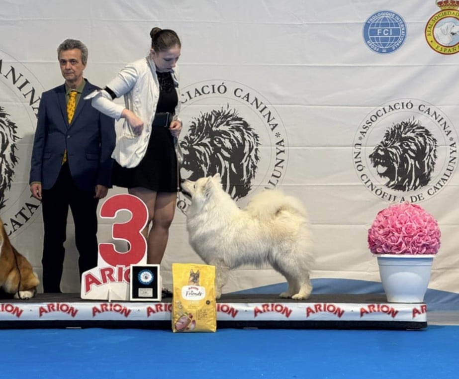 CH. Mystic milady Von Weiss Juwelen - 1° Excellent - CACIB-V - BOB Vétéran - RBIG Vétéran - 3BIS Vétéran