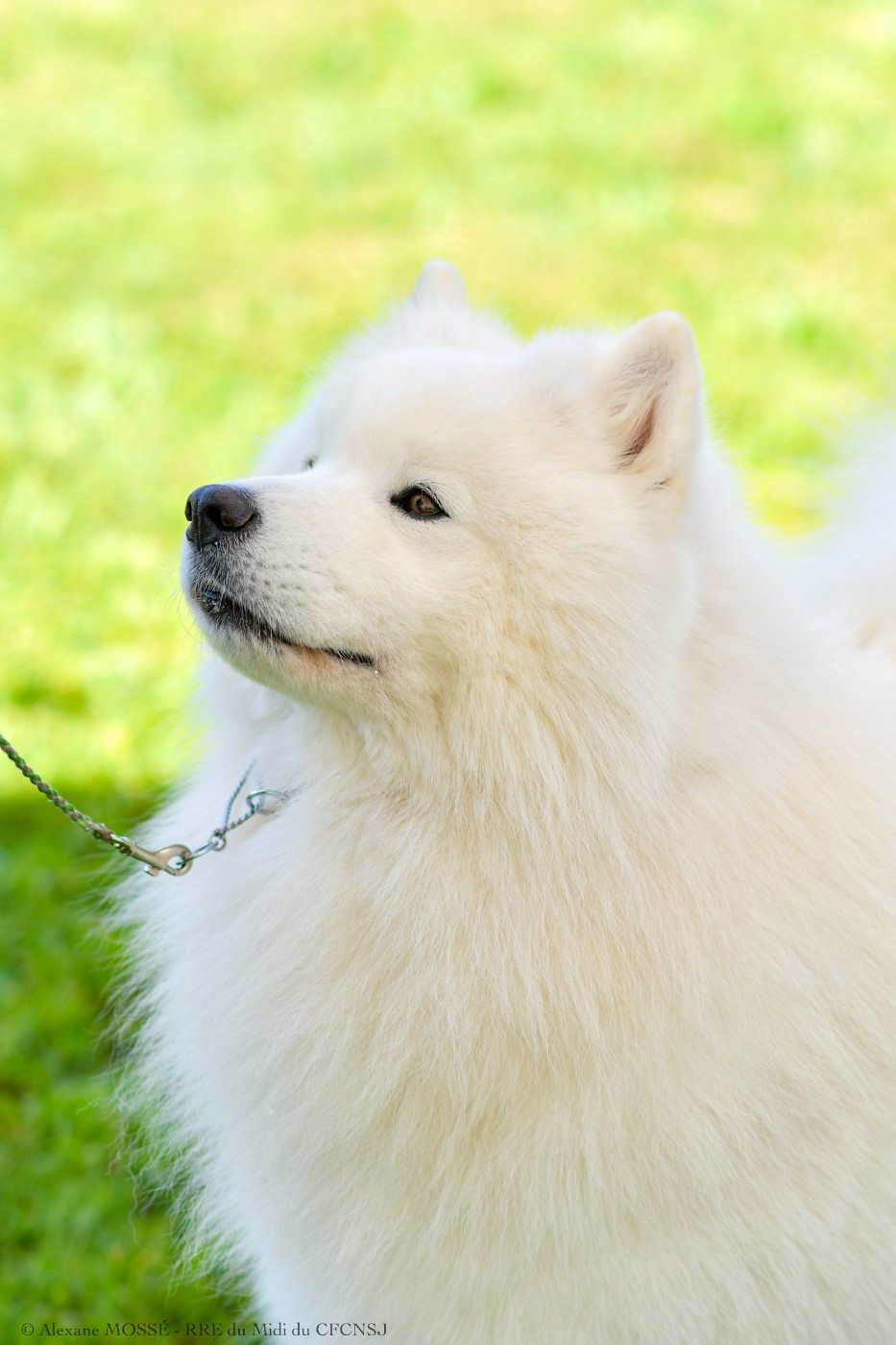 CH. Russian starlight sky Von Weiss Juwelen - 1° Excellent - BOB Champion - BOS - BIS Champion