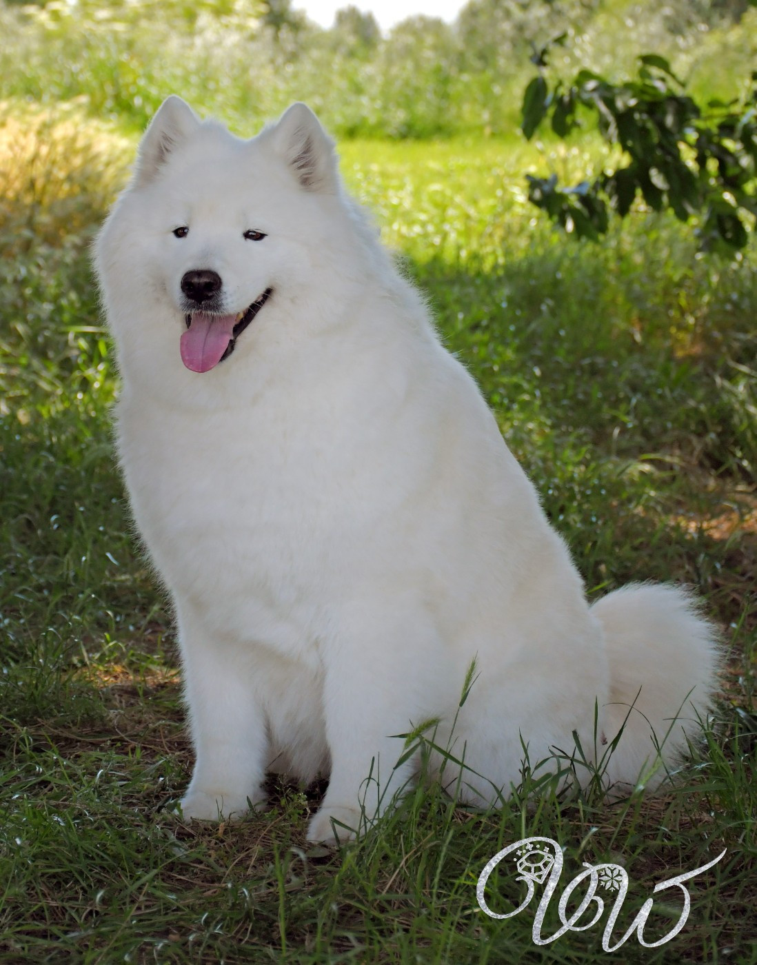 CH. Mystic milady Von Weiss Juwelen - 1° Excellent - CAC-V - CACIB-V - BOB-V