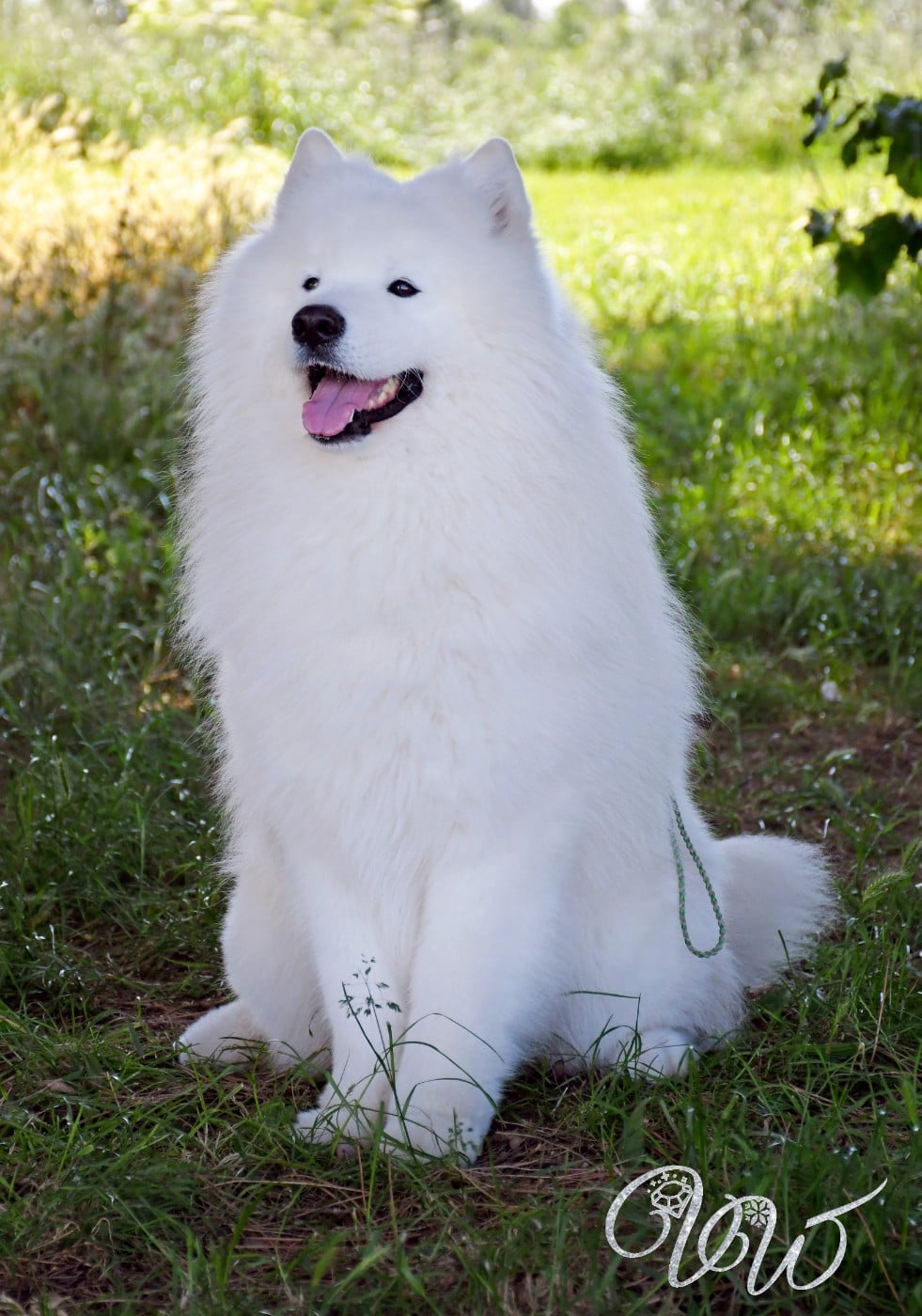 CH. Russian starlight sky Von Weiss Juwelen - 1° Excellent - CAC - CACIB - BOB