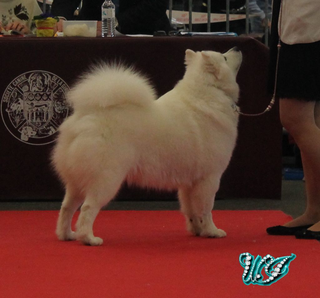 CH. I am beautiful Von Weiss Juwelen - 1° Excellent - CACIB - BOS Champion - BOS