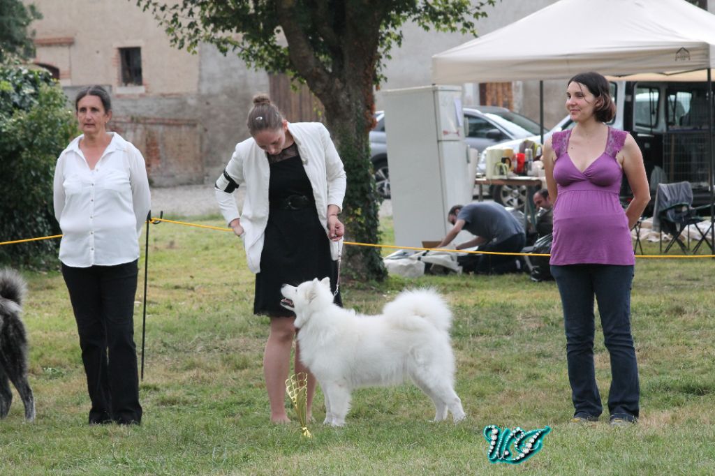 CH. I am beautiful Von Weiss Juwelen - 1° Excellent - BOB Champion - BOB - BIS Champion - 2BIS