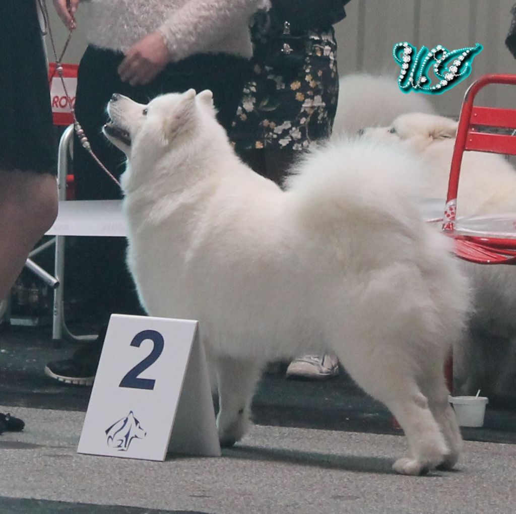 CH. I am beautiful Von Weiss Juwelen - 2° Excellent