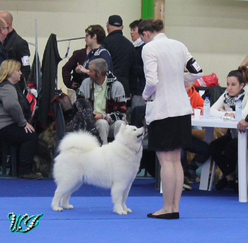 CH. I am beautiful Von Weiss Juwelen - 2° Excellent