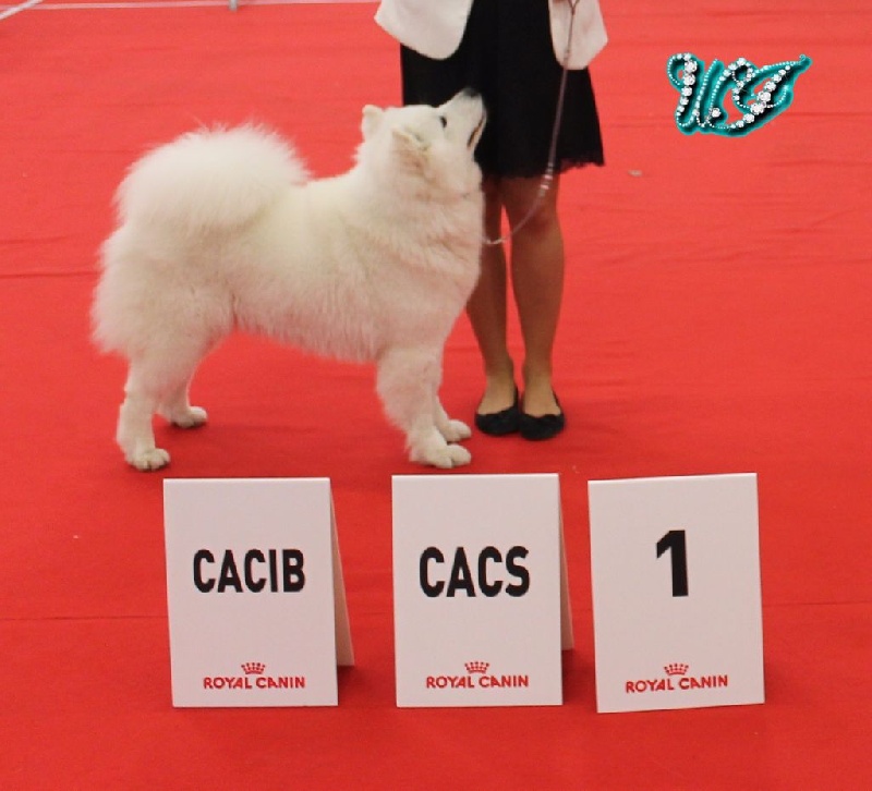 CH. I am beautiful Von Weiss Juwelen - 1° Excellent - CACS - CACIB - BOS