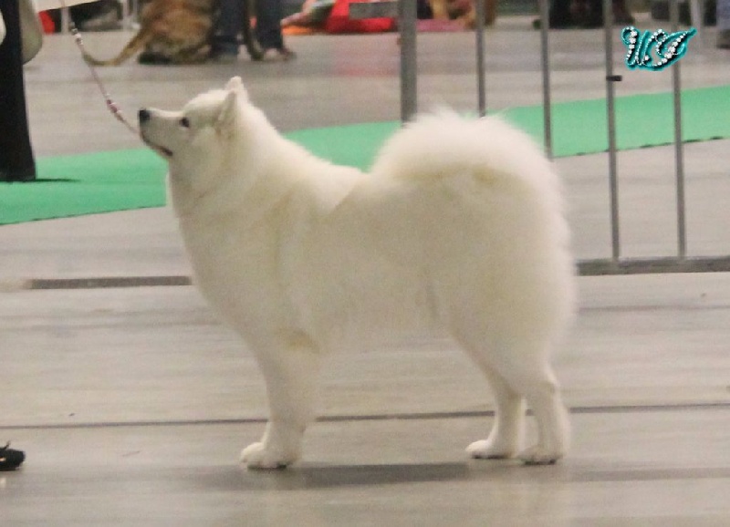 CH. I am beautiful Von Weiss Juwelen - 3° Excellent