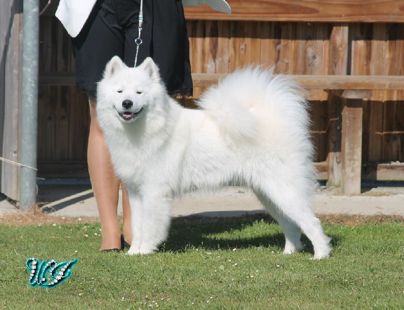 CH. I am beautiful Von Weiss Juwelen - 4° Très Bon