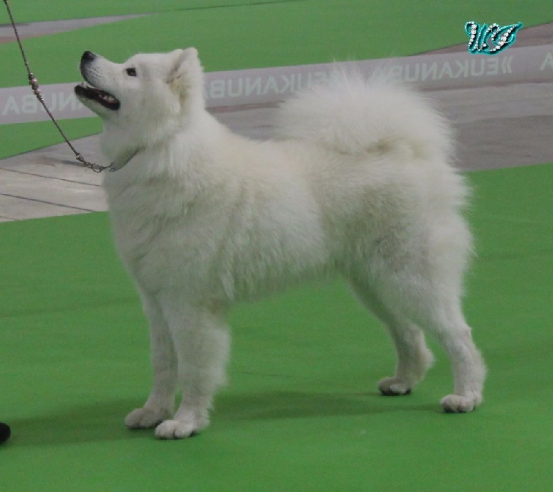 CH. I am beautiful Von Weiss Juwelen - 1° Très Bon