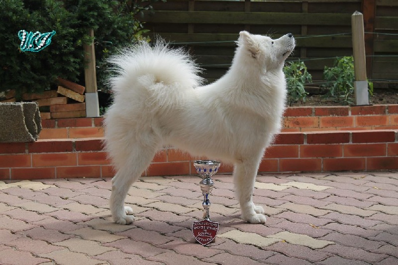 CH. I am beautiful Von Weiss Juwelen - 1° Excellent - BOS Jeune