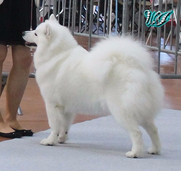 CH. I am beautiful Von Weiss Juwelen - 1° Excellent - RCACS