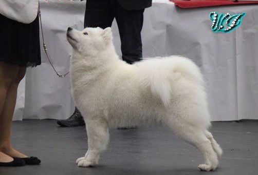 CH. I am beautiful Von Weiss Juwelen - 2° Excellent