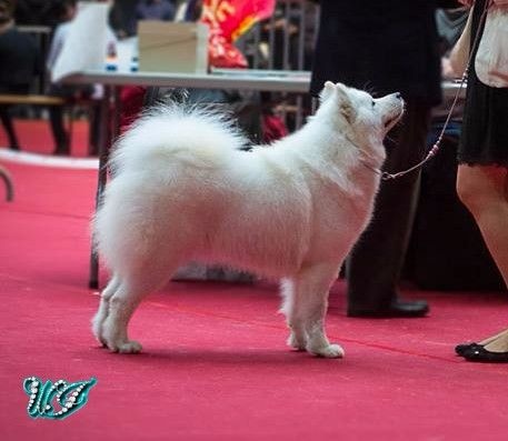 CH. I am beautiful Von Weiss Juwelen - 2° Excellent