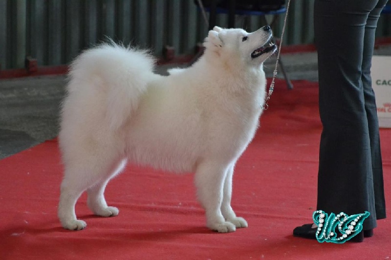 CH. I am beautiful Von Weiss Juwelen - Très Prometteur - BOB Puppy