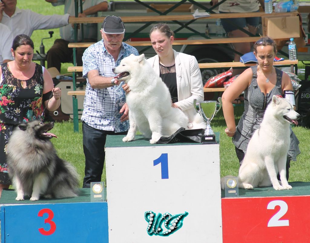 CH. I am beautiful Von Weiss Juwelen - 1° Excellent - CACS - BOB - BIG