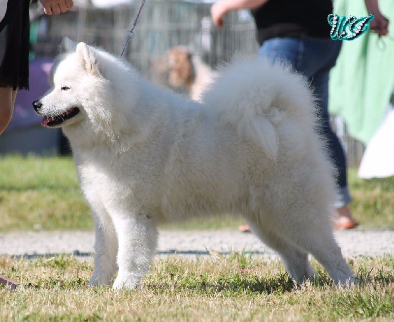 CH. I am beautiful Von Weiss Juwelen - 2° Excellent - RCACS