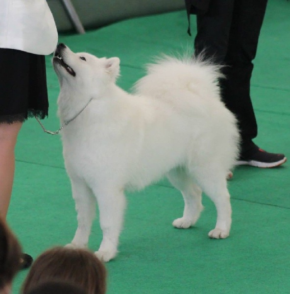 CH. I am beautiful Von Weiss Juwelen - 1° Excellent - BOB Jeune - BOG2 Jeune