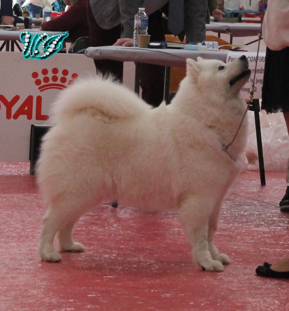 CH. I am beautiful Von Weiss Juwelen - 1° Excellent - BOB Champion - BOB