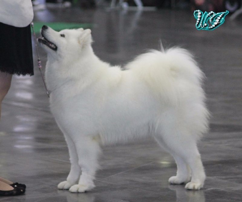 CH. I am beautiful Von Weiss Juwelen - 2° Excellent