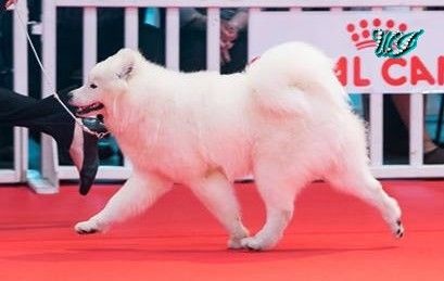 CH. I am beautiful Von Weiss Juwelen - 1° Très Prometteur - BOB Puppy