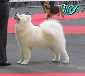 CH. I am beautiful Von Weiss Juwelen - Très Prometteur