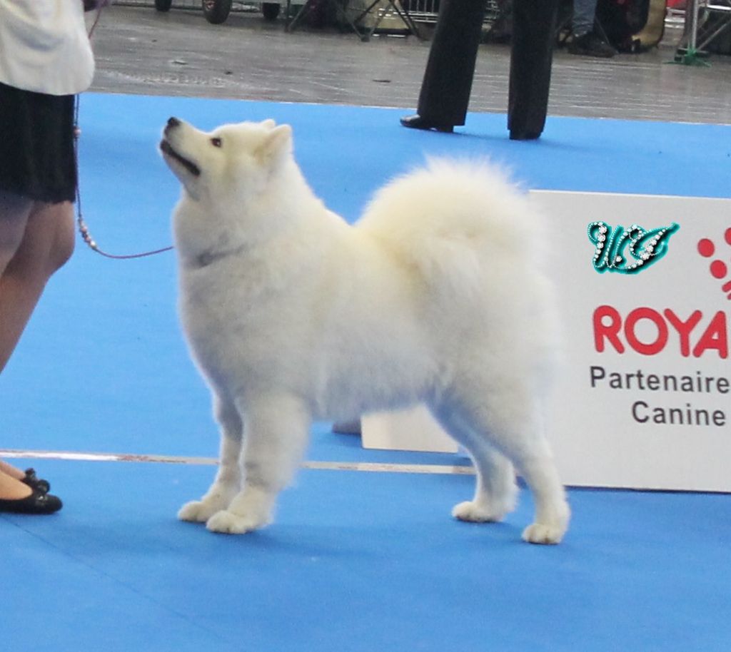 CH. I am beautiful Von Weiss Juwelen - 2° Excellent - RCACIB