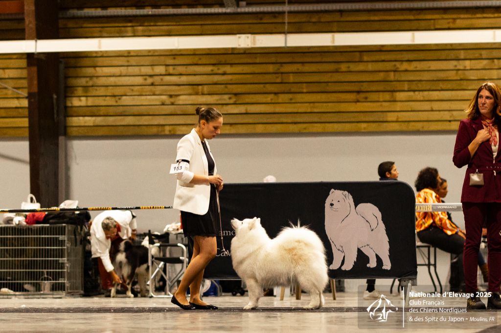 CH. Mystic milady Von Weiss Juwelen - 2° Excellent