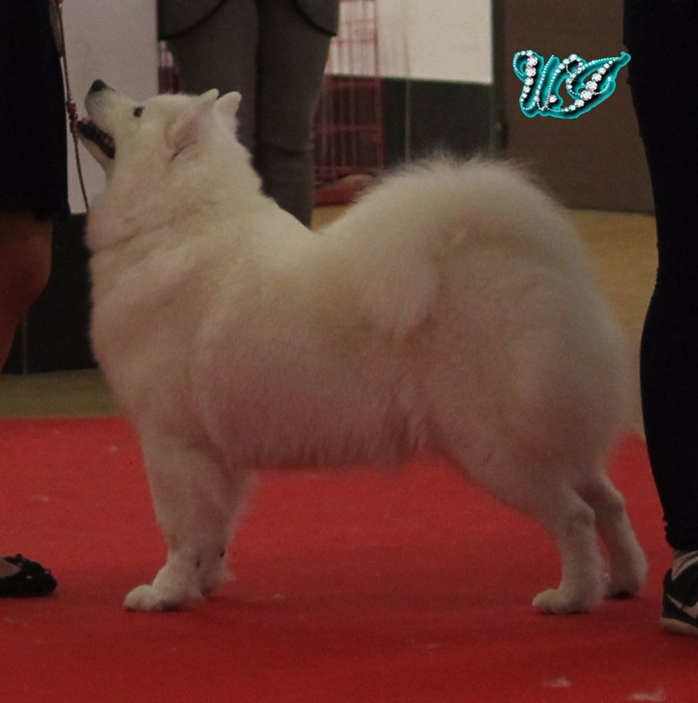 CH. I am beautiful Von Weiss Juwelen - 1° Excellent - CACS