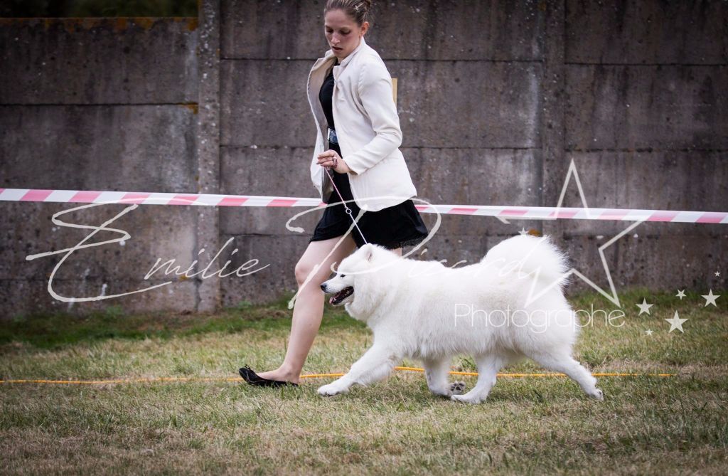 CH. I am beautiful Von Weiss Juwelen - 1° Excellent - BOS Champion