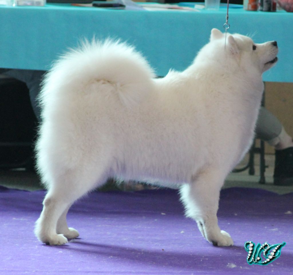 CH. I am beautiful Von Weiss Juwelen - 2° Excellent