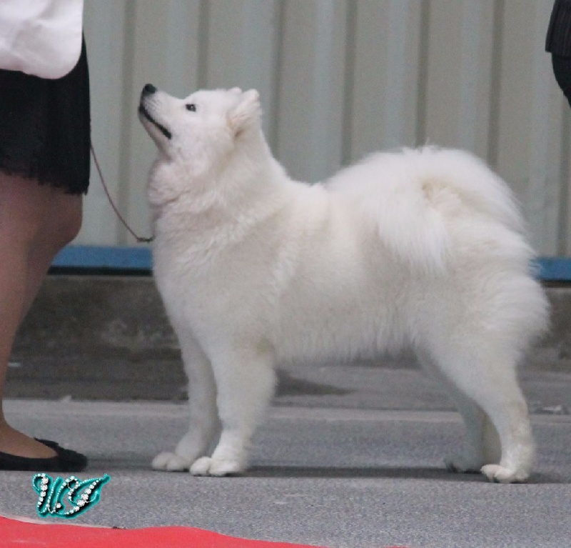 CH. I am beautiful Von Weiss Juwelen - 1° Excellent - RCACS