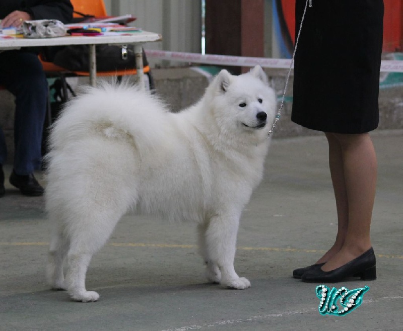 CH. I am beautiful Von Weiss Juwelen - 1° Excellent - BOB Jeune