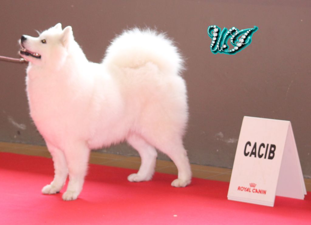 CH. I am beautiful Von Weiss Juwelen - 1° Excellent - CACIB - BOS Champion - BOS