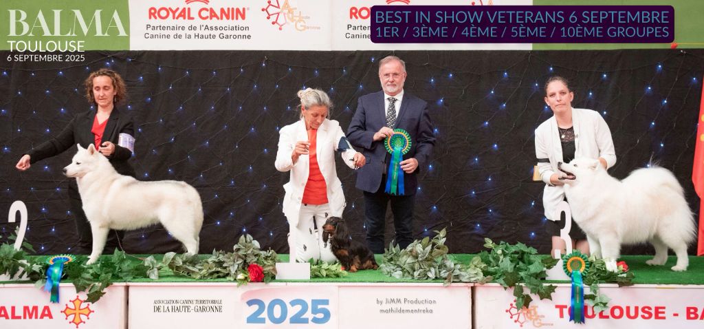 CH. Mystic milady Von Weiss Juwelen - 1° Excellent - CACIB-V - BOB Vétéran - RBIG Vétéran - 3BIS Vétéran