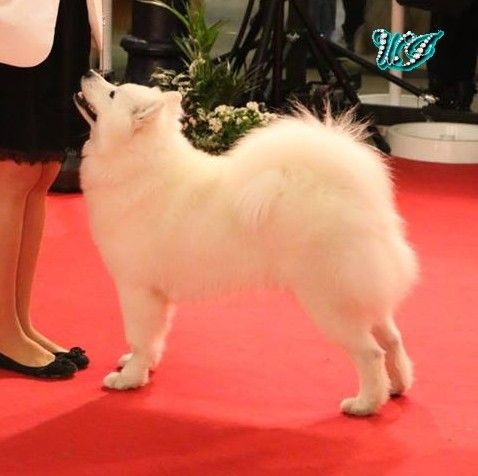 CH. I am beautiful Von Weiss Juwelen - 1° Excellent - BOB Jeune - Sélectionnée dans les 3 meilleurs du groupe