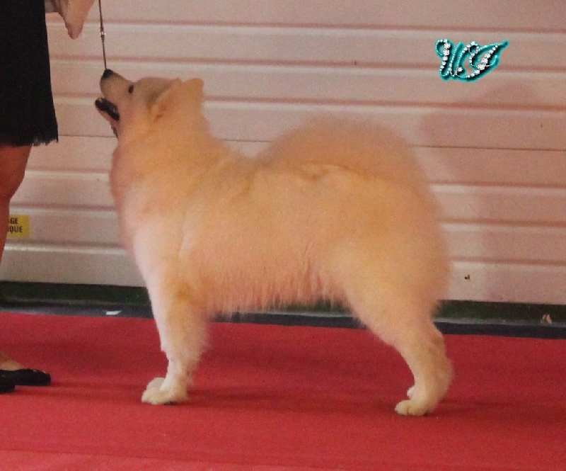 CH. I am beautiful Von Weiss Juwelen - 3° Excellent