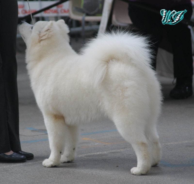 CH. I am beautiful Von Weiss Juwelen - Très Prometteur - BOS Puppy