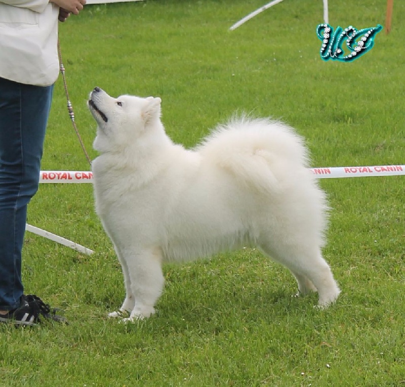 CH. I am beautiful Von Weiss Juwelen - 2° Excellent - RCACS