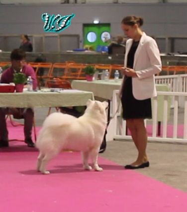 CH. I am beautiful Von Weiss Juwelen - 1° Excellent - BOB Jeune